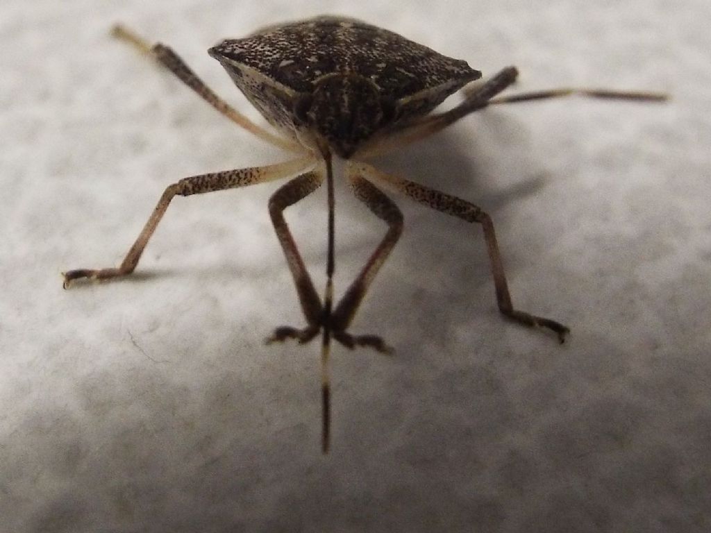 Pentatomidae: Halyomorpha halys